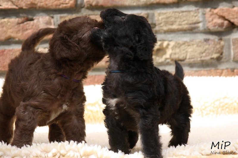 2011-05-28 Puppies Candy & Svet (47).jpg